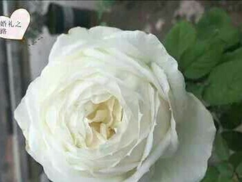 日月浓香切花玫瑰小苗婚礼之路月季花苗阳台盆栽婚礼之路