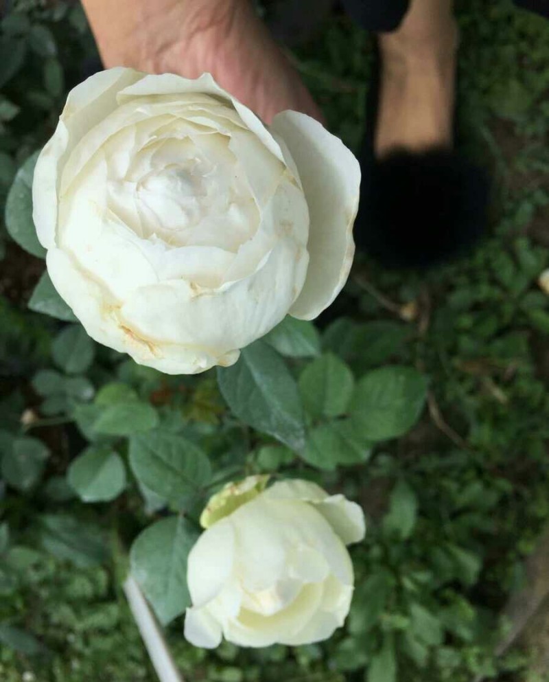 日月浓香切花玫瑰小苗婚礼之路月季花苗阳台盆栽婚礼之路