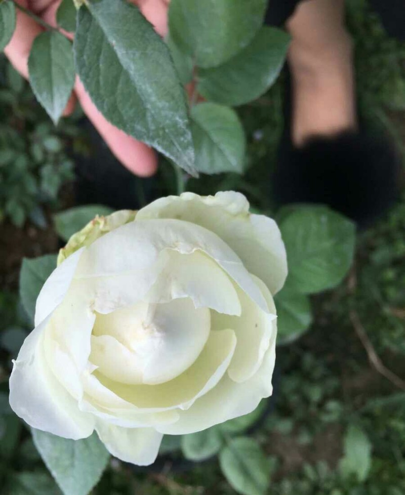 日月浓香切花玫瑰小苗婚礼之路月季花苗阳台盆栽婚礼之路
