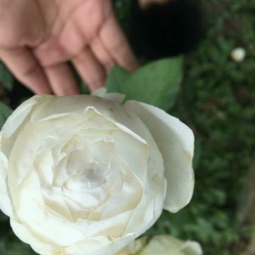 日月浓香切花玫瑰小苗婚礼之路月季花苗阳台盆栽婚礼之路