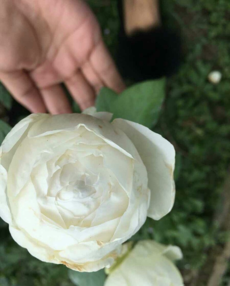 日月浓香切花玫瑰小苗婚礼之路月季花苗阳台盆栽婚礼之路