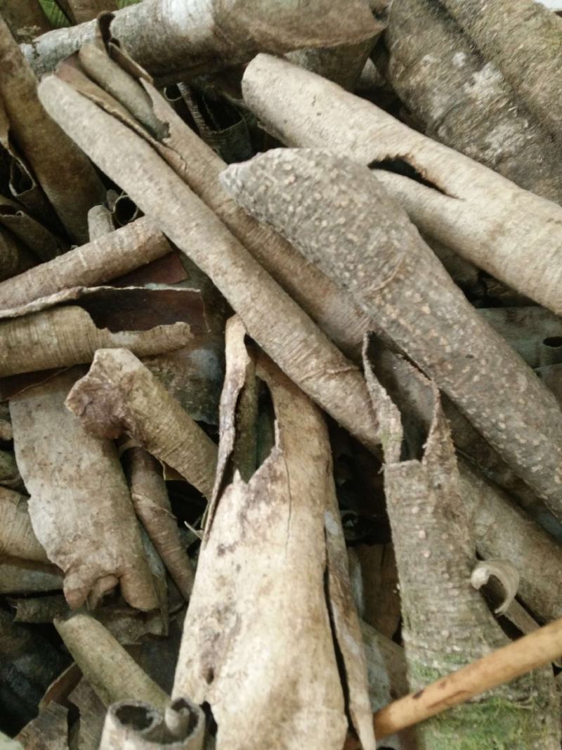 广西榕胆木皮救必应薄皮新货，货源充足全国发货