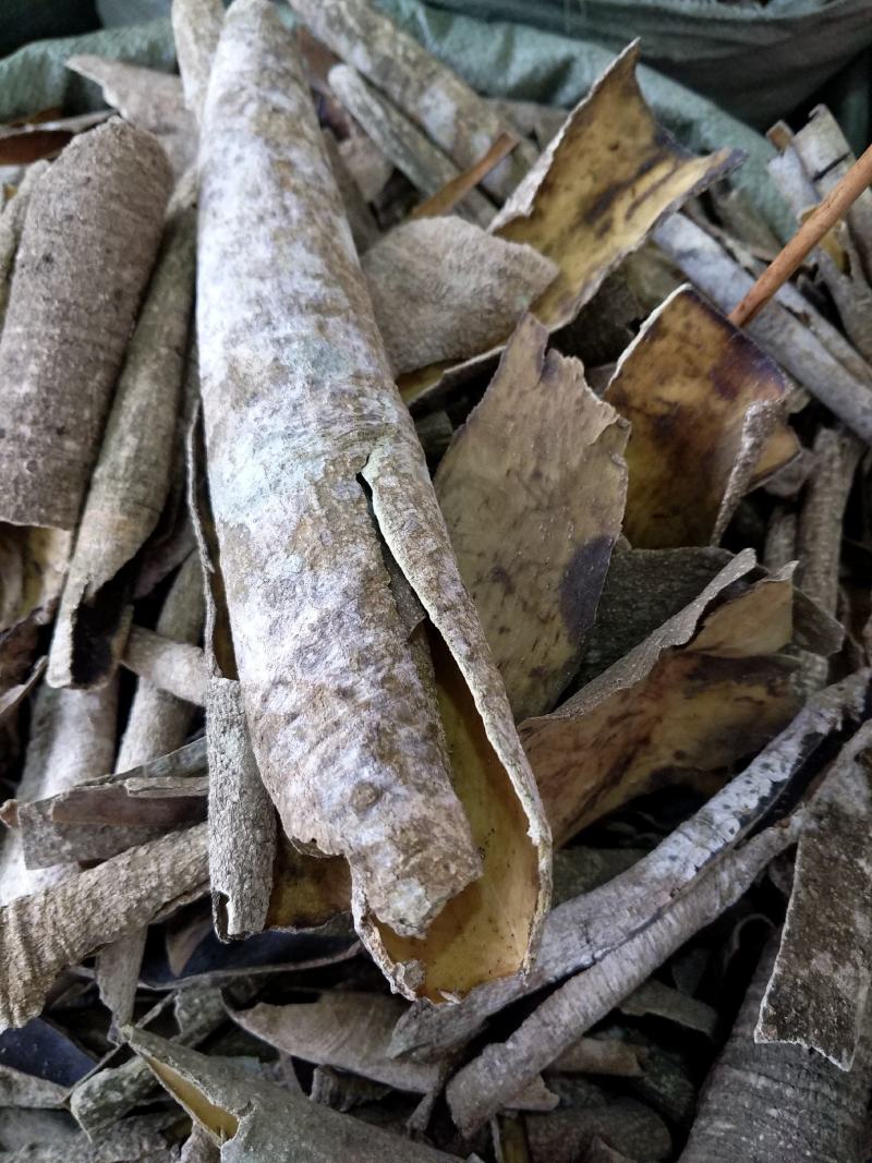 广西榕胆木皮救必应薄皮新货，货源充足全国发货