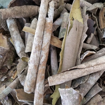 广西榕胆木皮救必应薄皮新货，货源充足全国发货