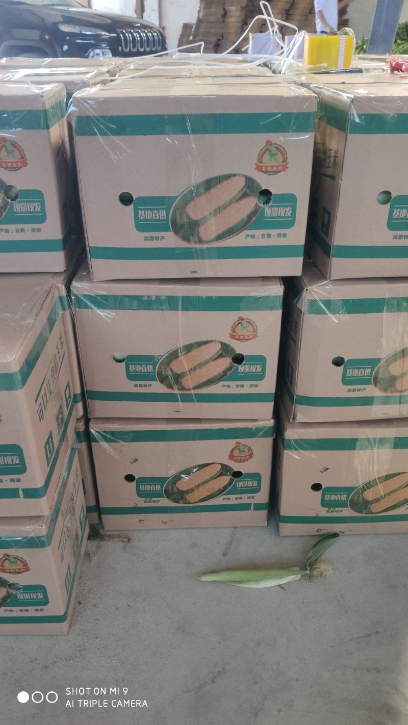 云南金银双色水果玉米甜玉米