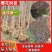 樱花树，日本晚樱，绿化专用，1到20公分，规格齐全！