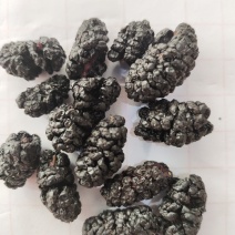 黑桑葚干桑葚果桑椹果干大颗粒