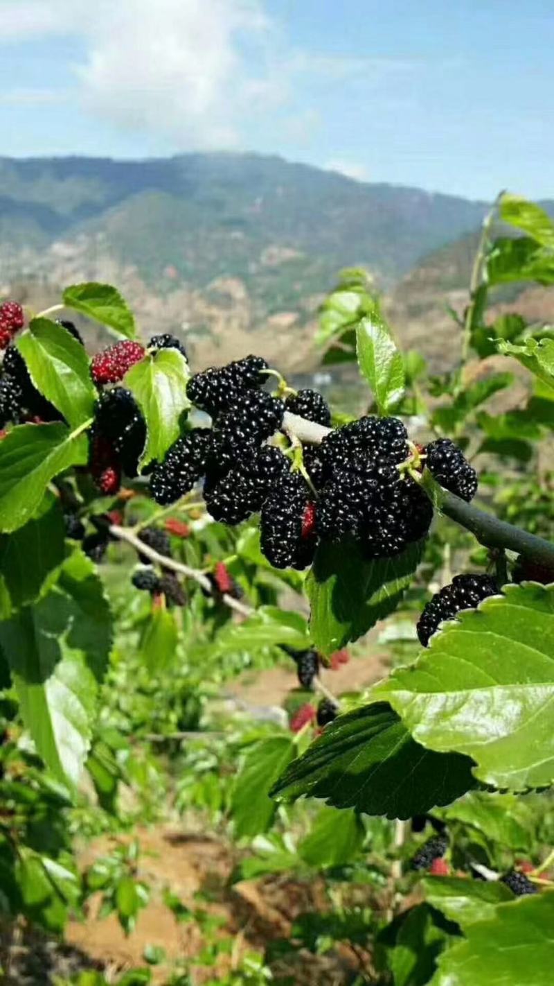 黑桑葚干桑葚果桑椹果干大颗粒