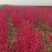 苗木种植基地农家直销红叶碧桃、红花碧桃、紫叶碧桃