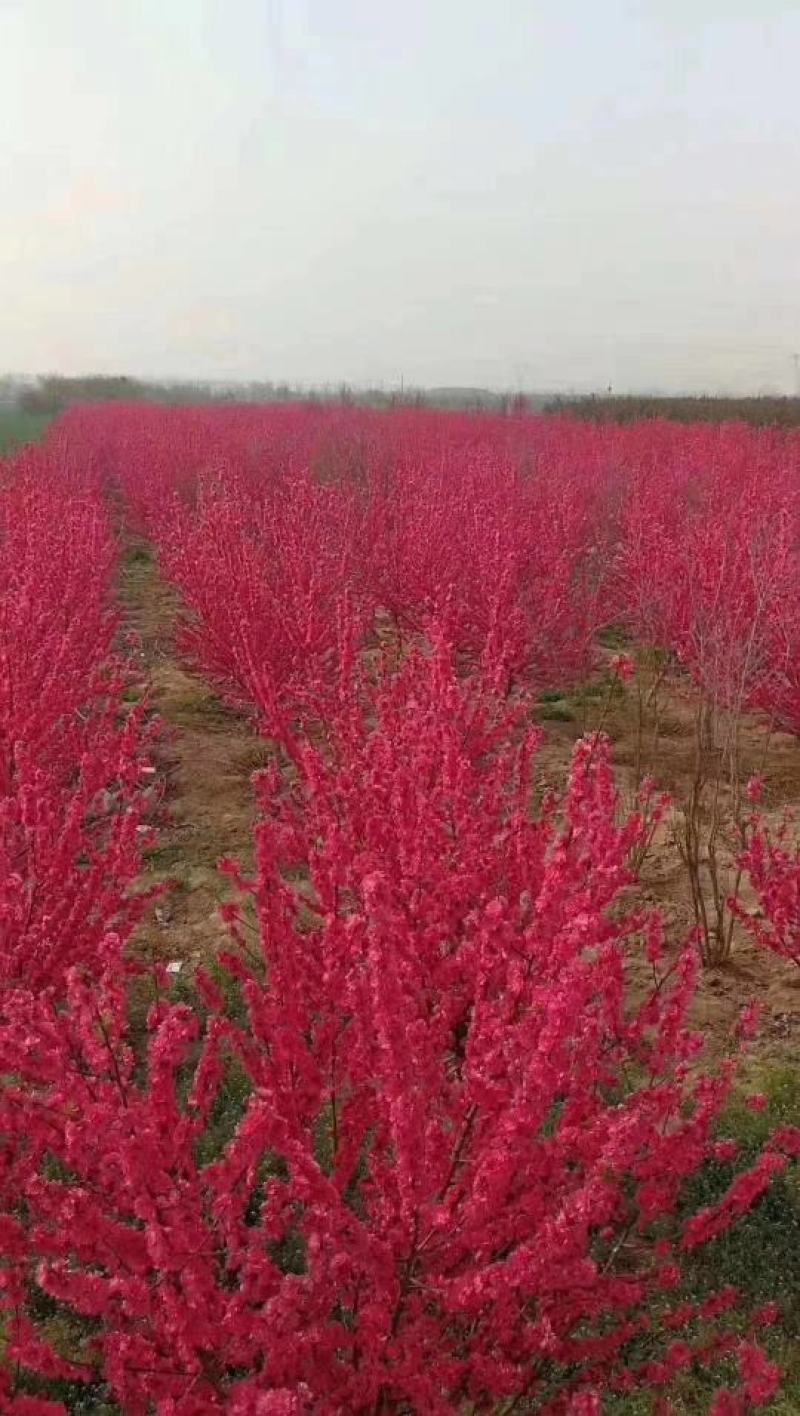 苗木种植基地农家直销红叶碧桃、红花碧桃、紫叶碧桃