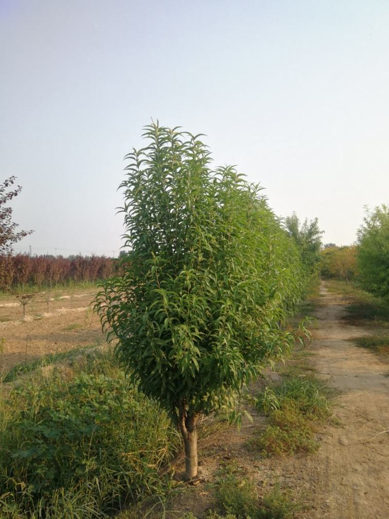 苗木种植基地农家直销红叶碧桃、红花碧桃、紫叶碧桃