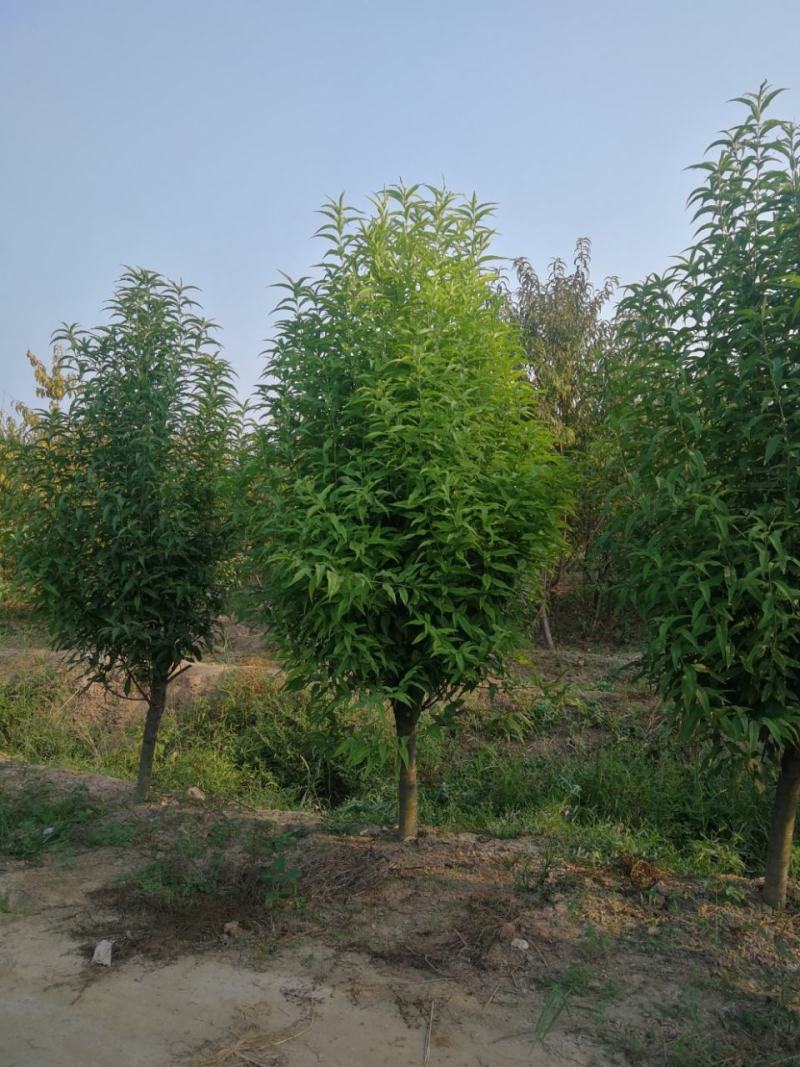 苗木种植基地农家直销红叶碧桃、红花碧桃、紫叶碧桃