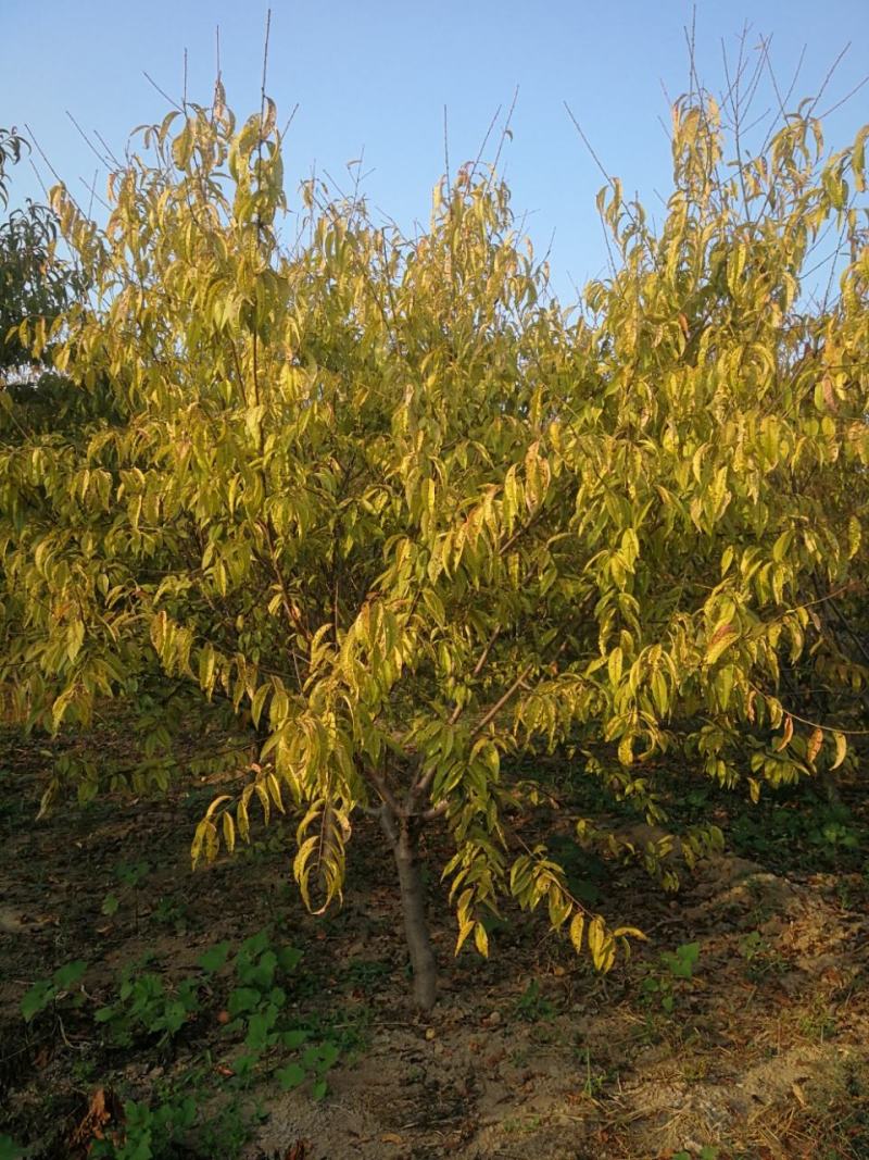 苗木种植基地农家直销红叶碧桃、红花碧桃、紫叶碧桃
