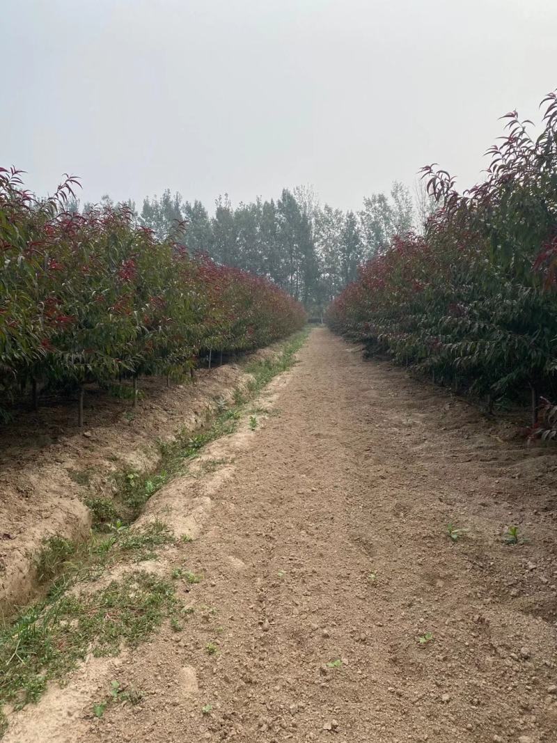 苗木种植基地农家直销红叶碧桃、红花碧桃、紫叶碧桃