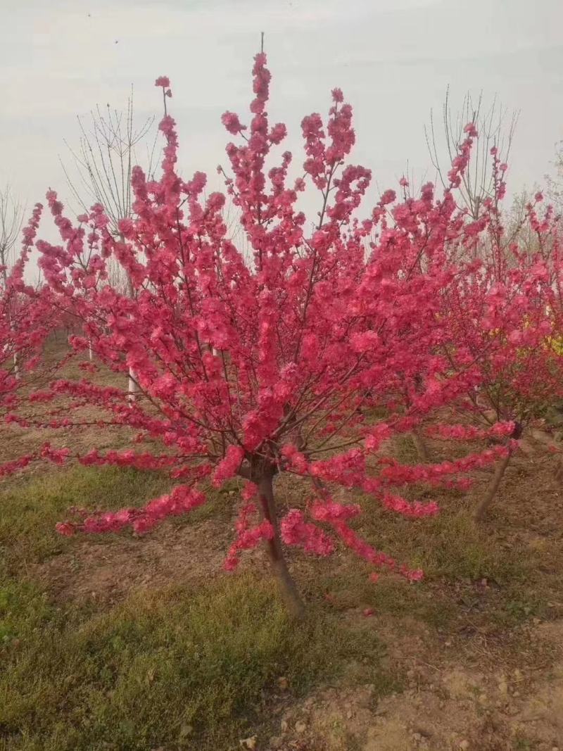 苗木种植基地农家直销红叶碧桃、红花碧桃、紫叶碧桃