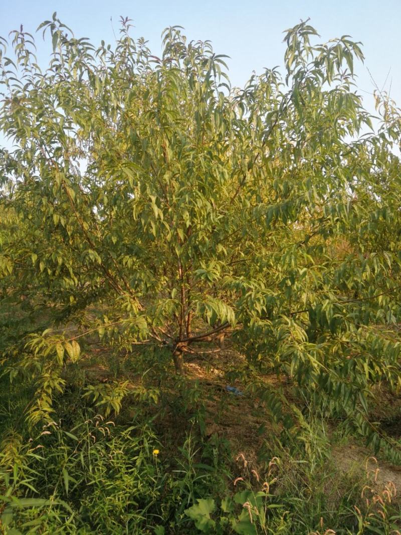 苗木种植基地农家直销红叶碧桃、红花碧桃、紫叶碧桃