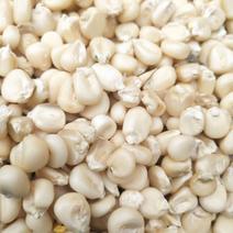 白糯玉米干粒2000量大从优脱玉米糁爆米花