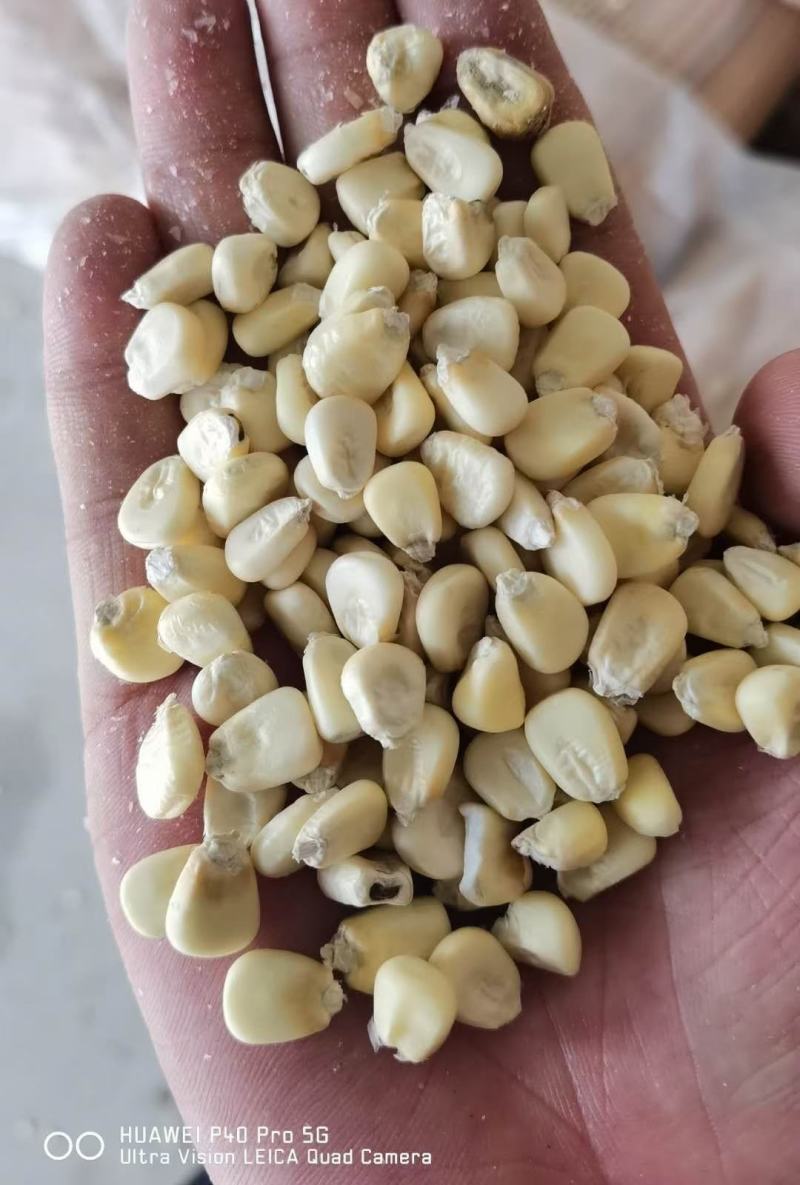 白糯玉米干粒2000量大从优脱玉米糁爆米花