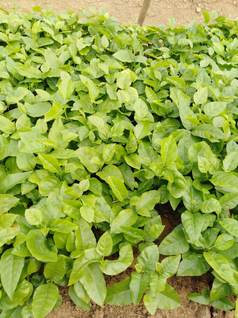 当年黄皮果苗、黄皮果小苗、黄皮果大苗供应