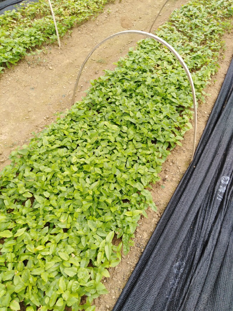 当年黄皮果苗、黄皮果小苗、黄皮果大苗供应