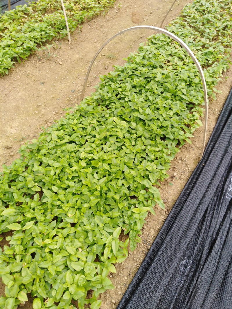 当年黄皮果苗、黄皮果小苗、黄皮果大苗供应