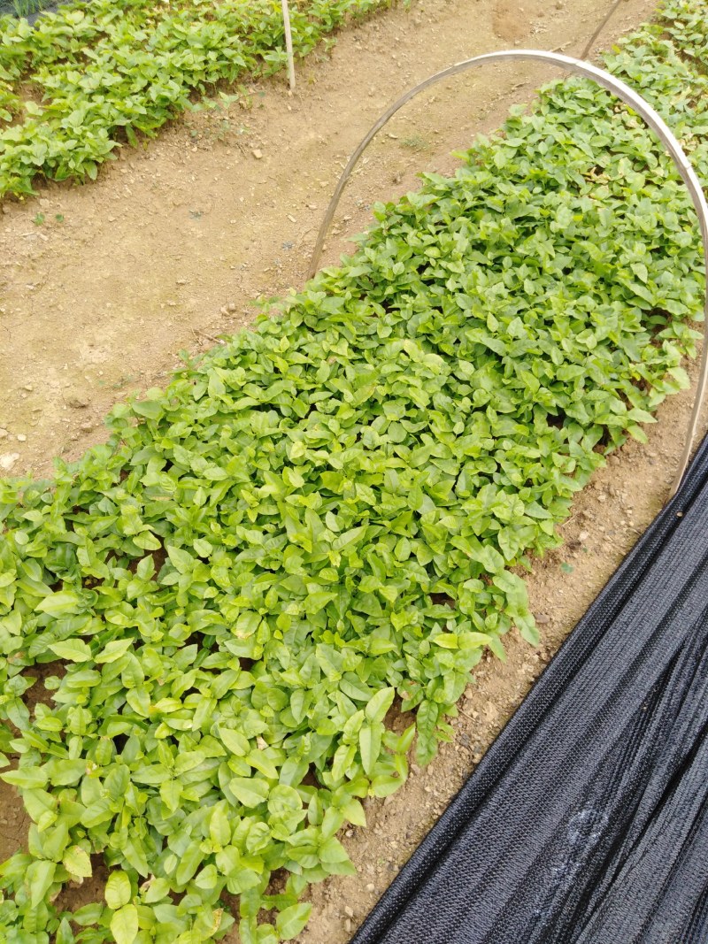当年黄皮果苗、黄皮果小苗、黄皮果大苗供应