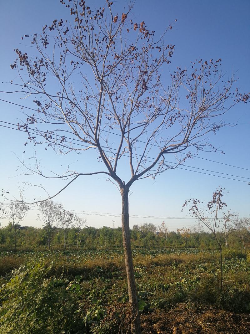 苗木种植基地直销8-20cm北栾树，栾树，树形优美