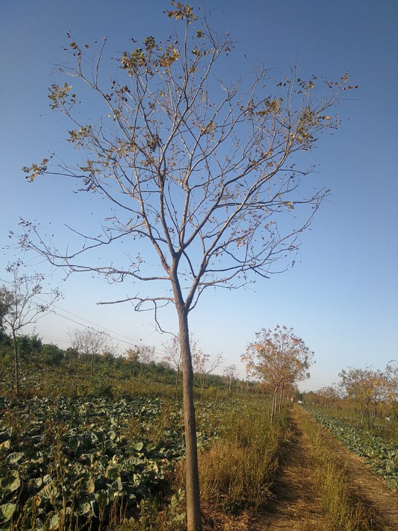 苗木种植基地直销8-20cm北栾树，栾树，树形优美