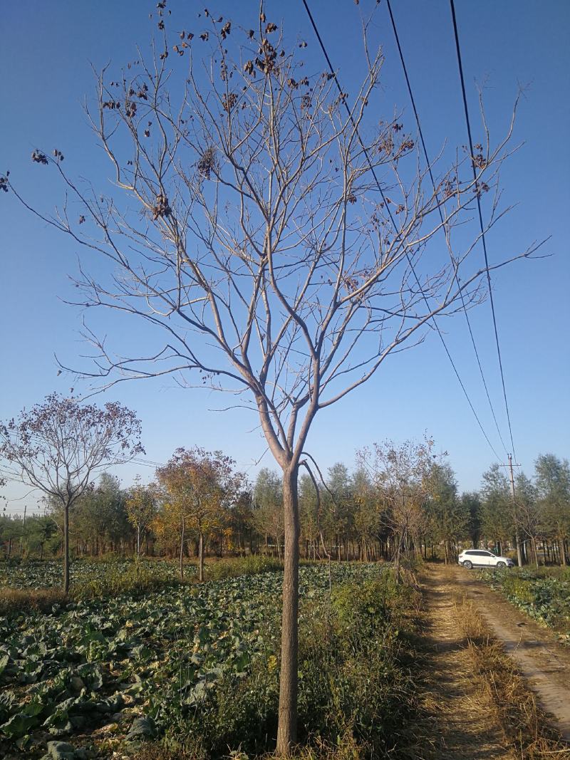 苗木种植基地直销8-20cm北栾树，栾树，树形优美
