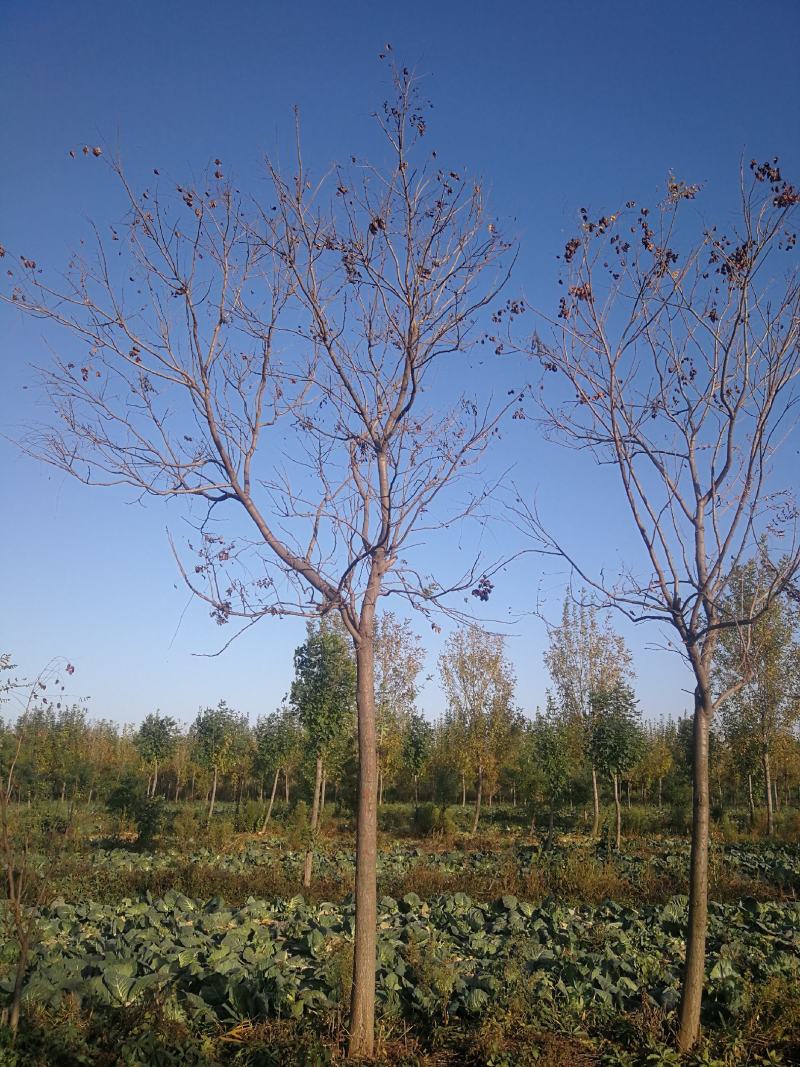 苗木种植基地直销8-20cm北栾树，栾树，树形优美