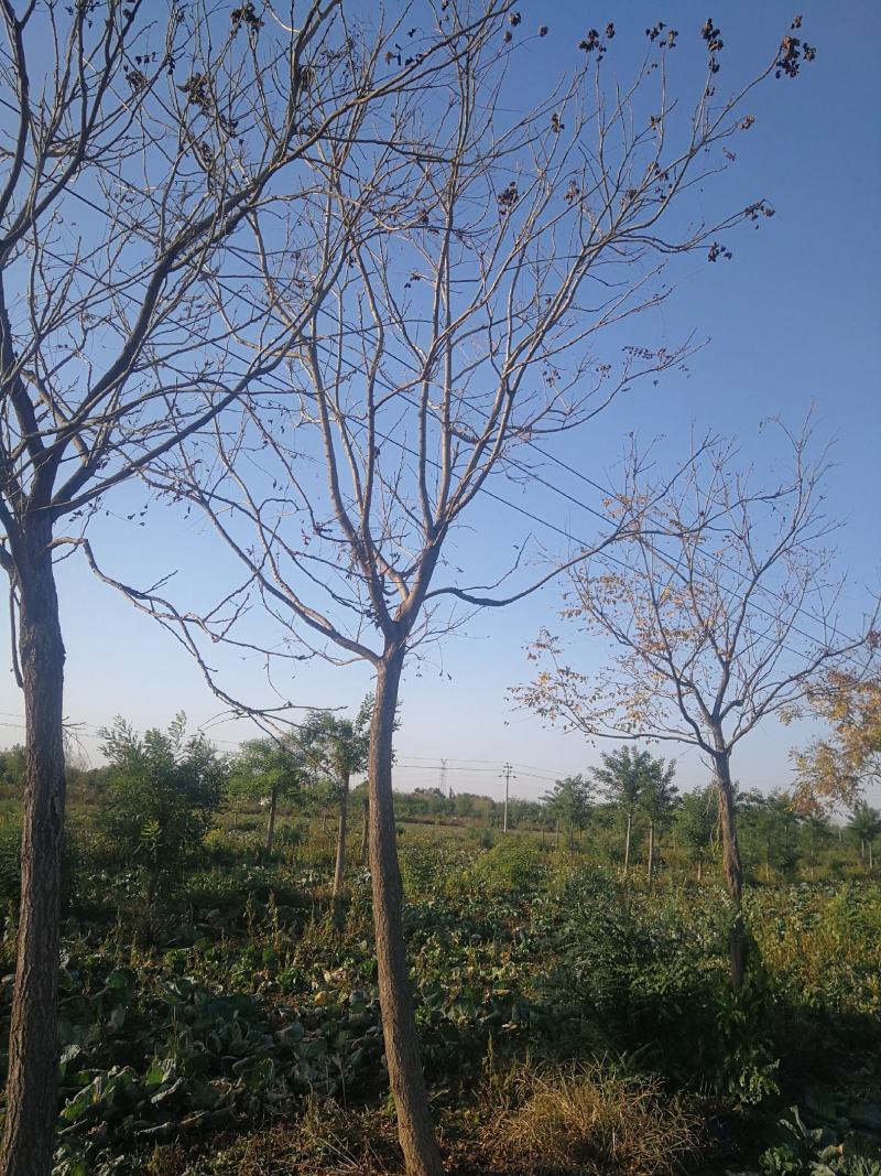 苗木种植基地直销8-20cm北栾树，栾树，树形优美