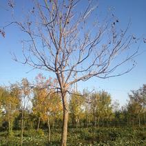 苗木种植基地直销8-20cm北栾树，栾树，树形优美