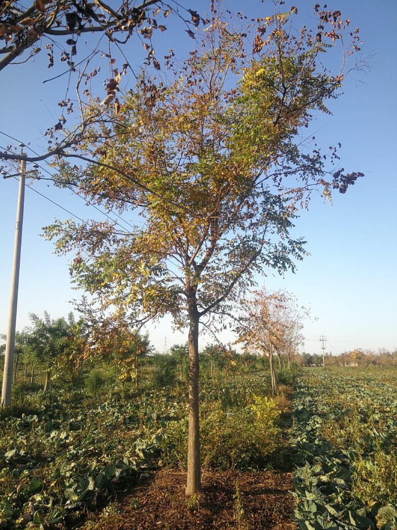 苗木种植基地直销8-20cm北栾树，栾树，树形优美