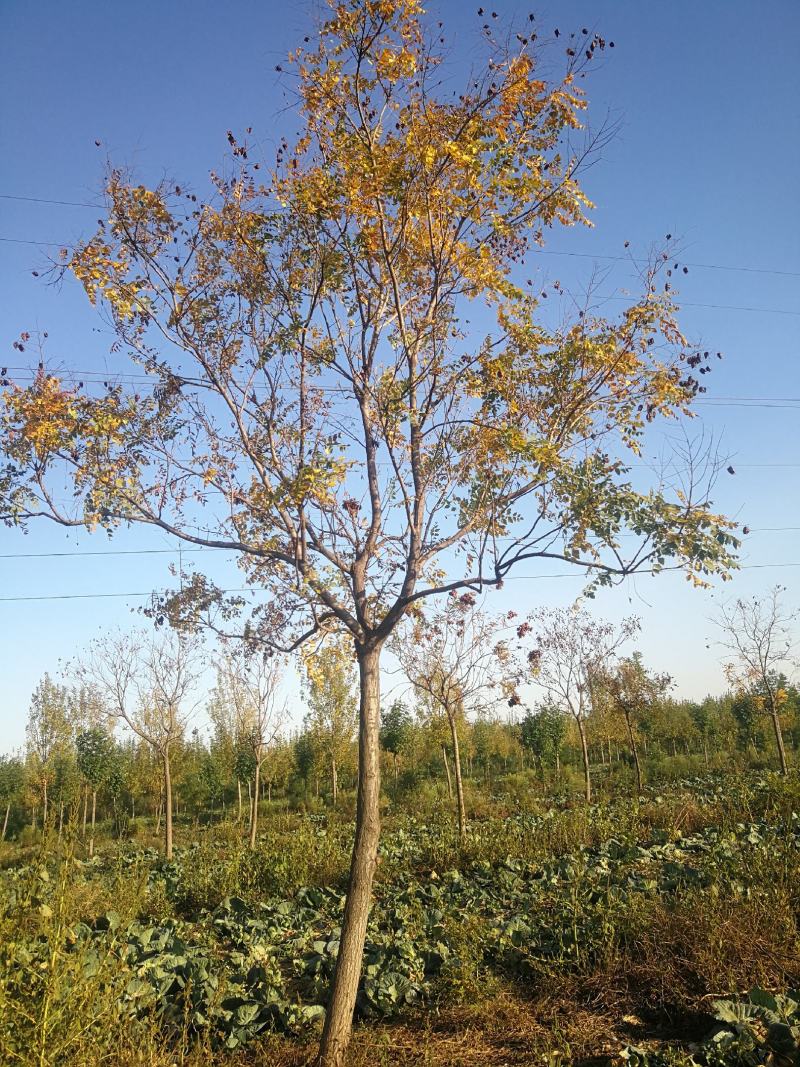 苗木种植基地直销8-20cm北栾树，栾树，树形优美