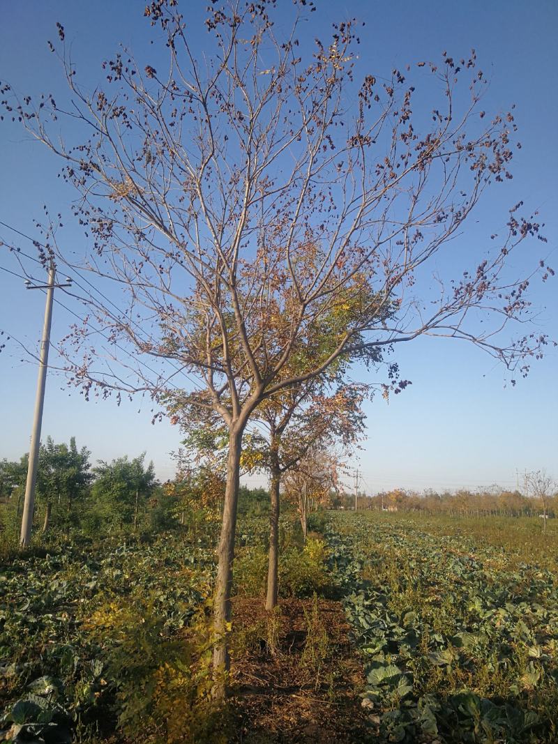 苗木种植基地直销8-20cm北栾树，栾树，树形优美