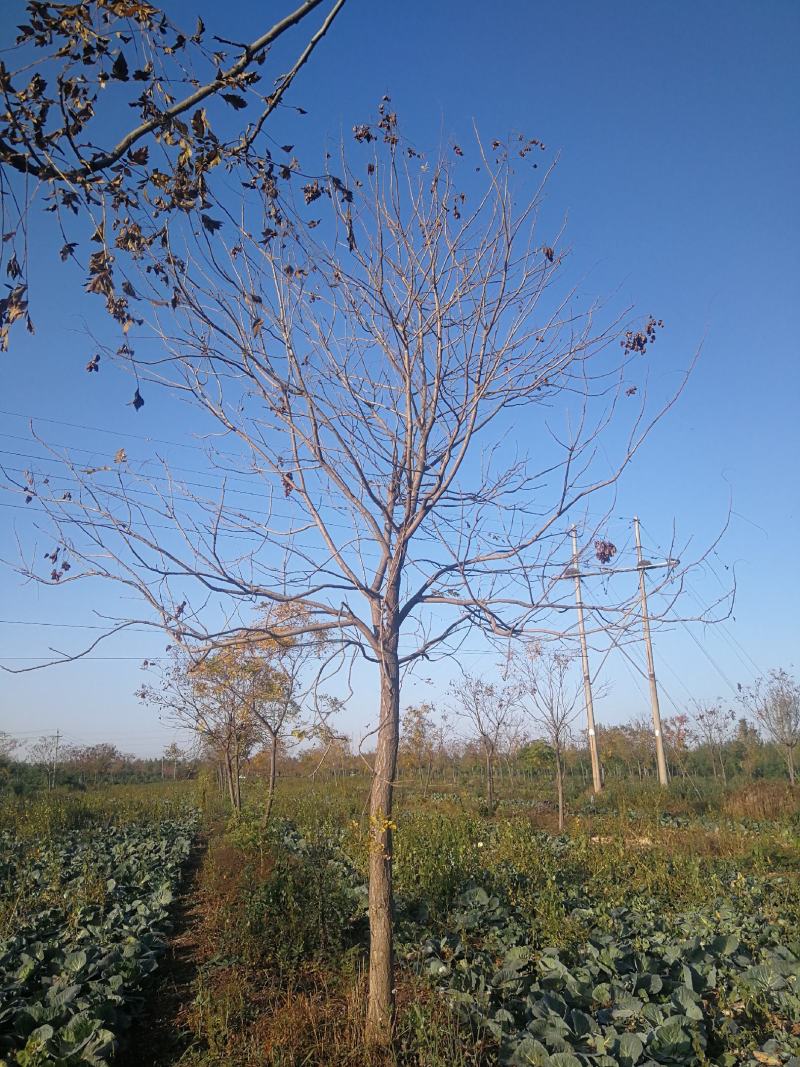 苗木种植基地直销8-20cm北栾树，栾树，树形优美
