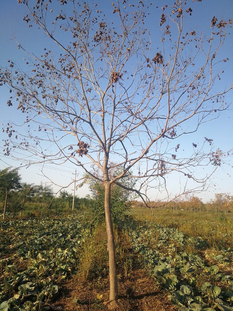 苗木种植基地直销8-20cm北栾树，栾树，树形优美