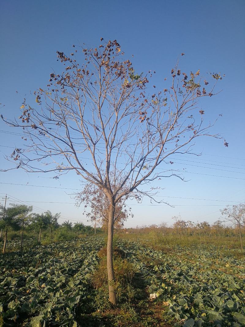 苗木种植基地直销8-20cm北栾树，栾树，树形优美