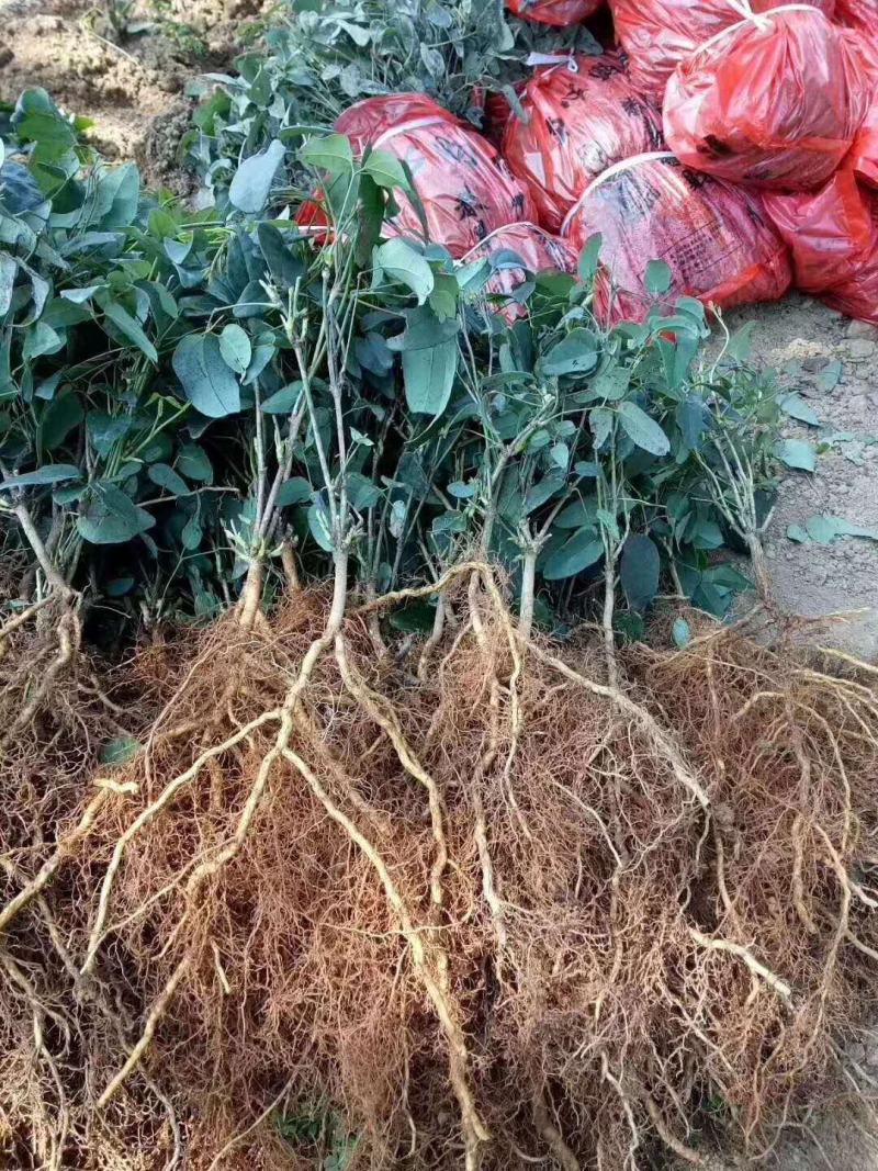 少籽皮薄高产八月瓜紫苗，一百株送九株，包成活包回收
