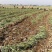安徽省淮南市潘集区祁集镇曹岗村民瑞蔬菜种植专业合作社