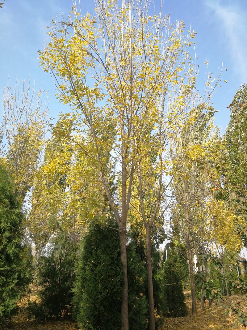 苗木基地直销速生白蜡、大规格白蜡、白蜡苗圃直销