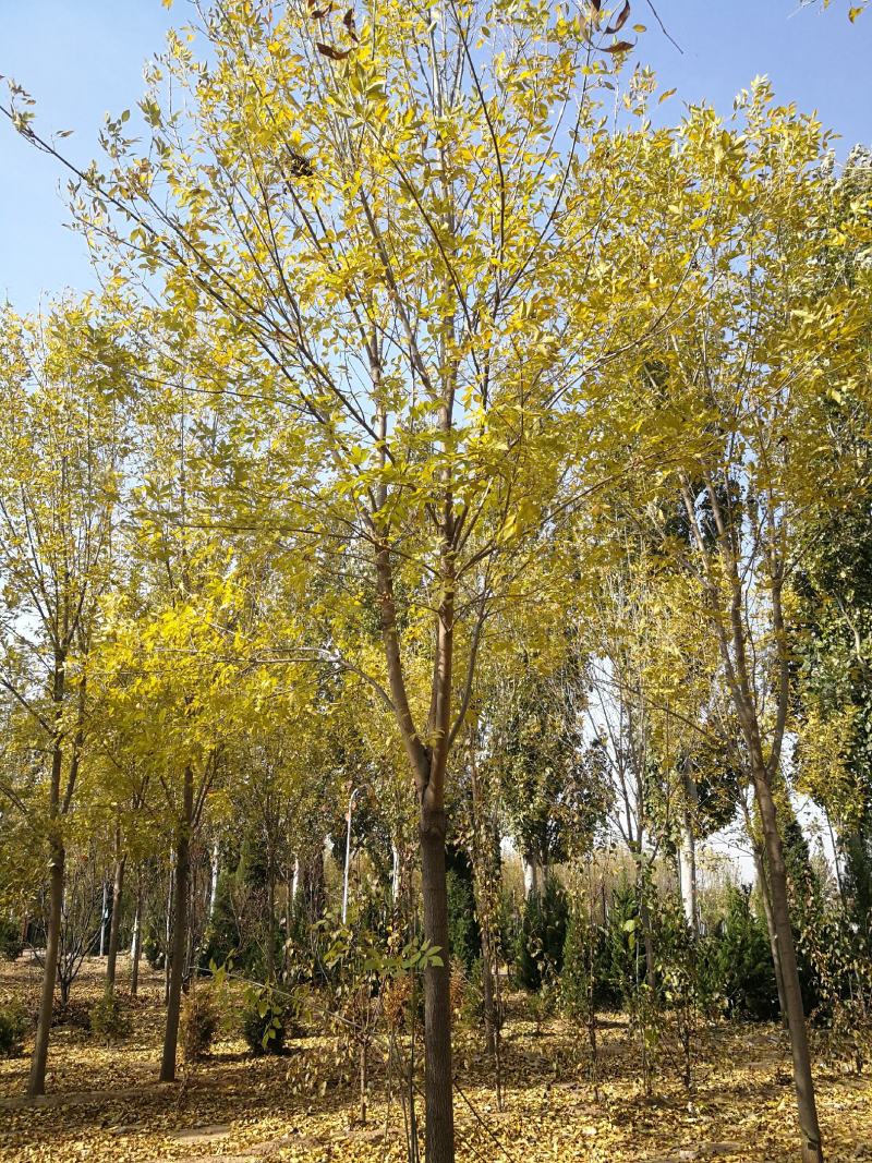 苗木基地直销速生白蜡、大规格白蜡、白蜡苗圃直销