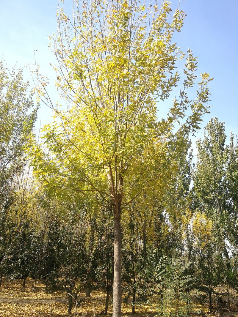 苗木基地直销速生白蜡、大规格白蜡、白蜡苗圃直销