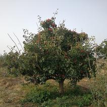 苗木种植基地直销山楂树、红果树、山里红，各种山楂树。