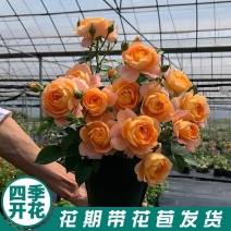 月季花苗欧月品种苗花色齐全盆栽爬藤植物四季开花