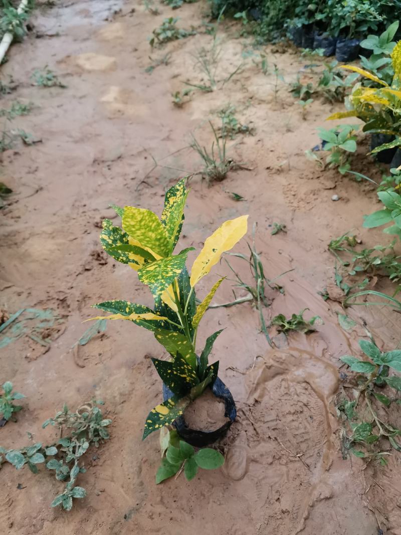 黄素梅自家种植大量销售
