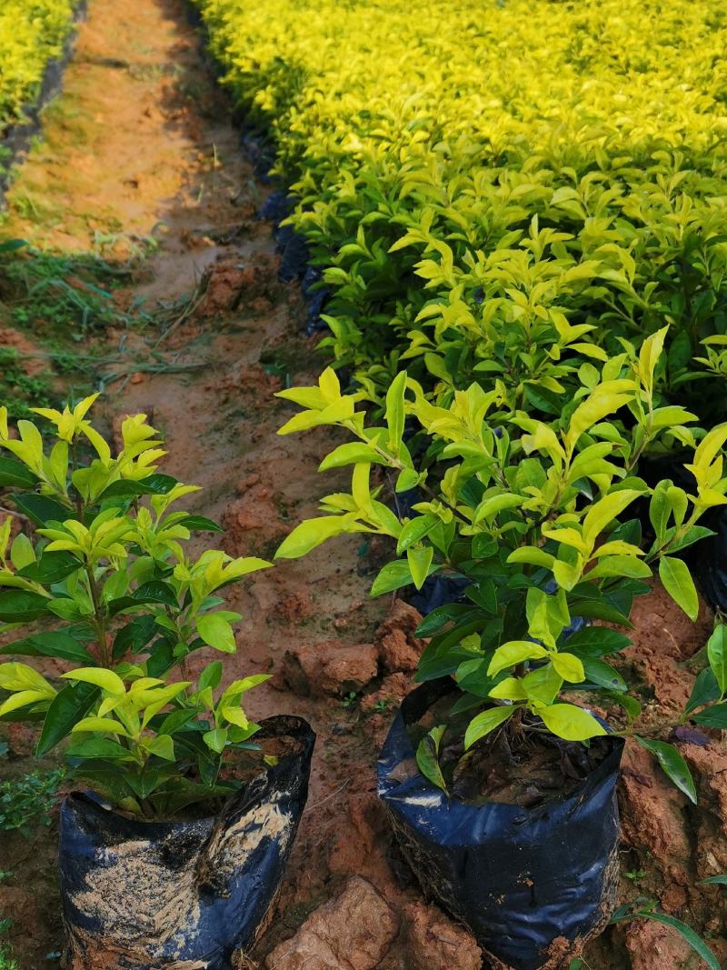 黄素梅自家种植大量销售
