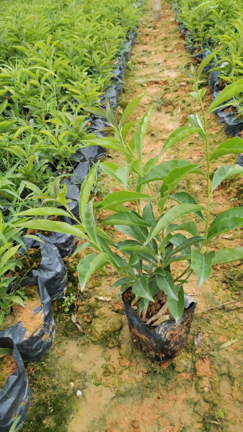 黄素梅自家种植大量销售