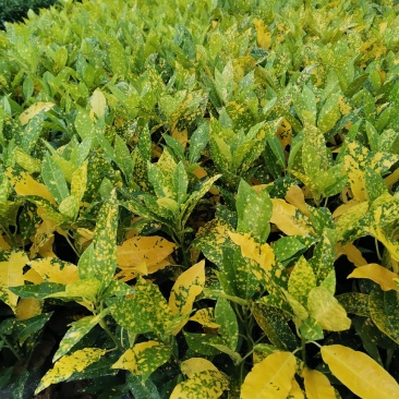 黄素梅自家种植大量销售
