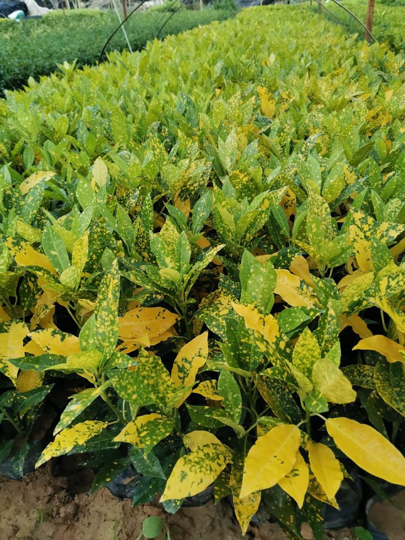 黄素梅自家种植大量销售